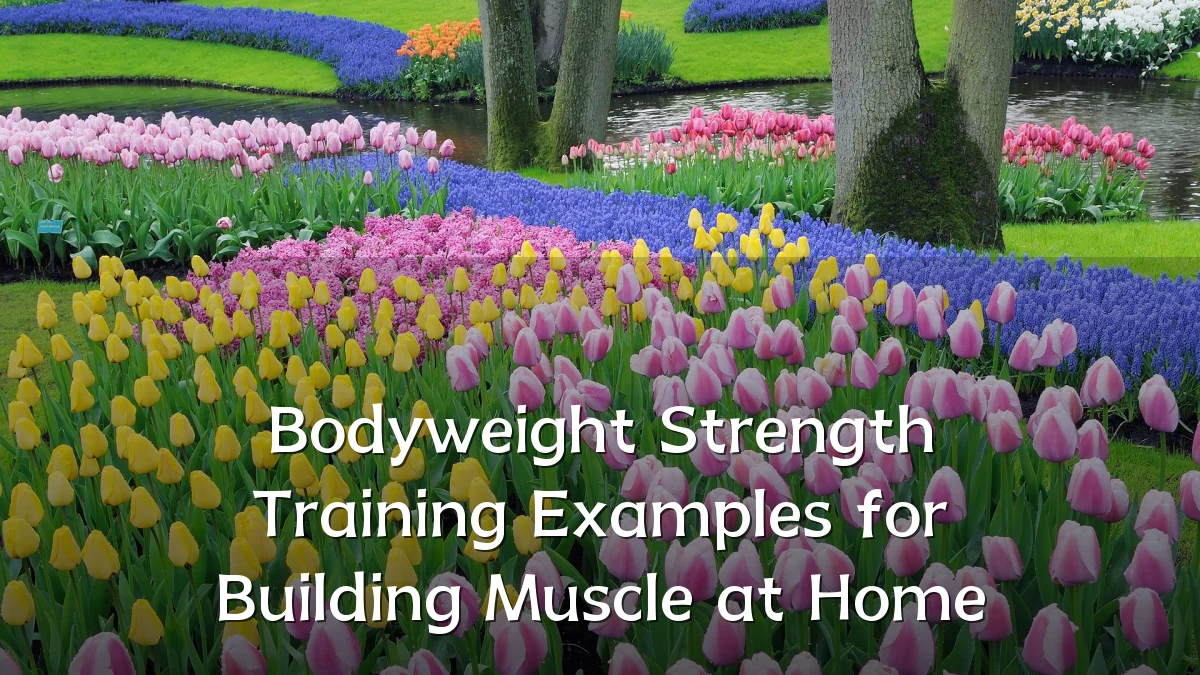Bodyweight Strength Training Examples for Building Muscle at Home