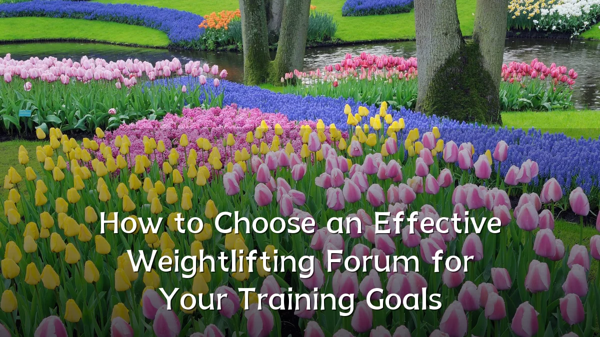 How to Choose an Effective Weightlifting Forum for Your Training Goals