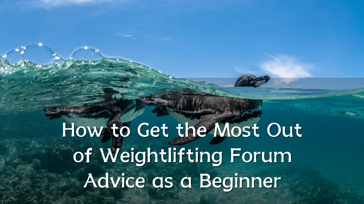 How to Get the Most Out of Weightlifting Forum Advice as a Beginner