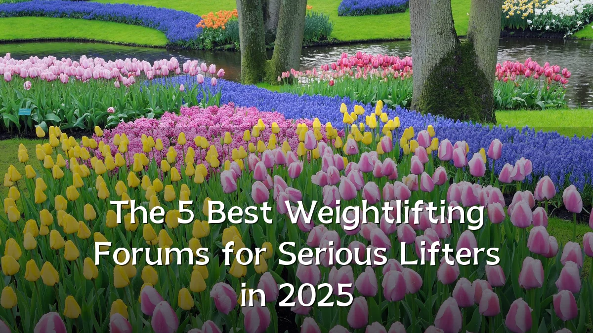 The 5 Best Weightlifting Forums for Serious Lifters in 2025