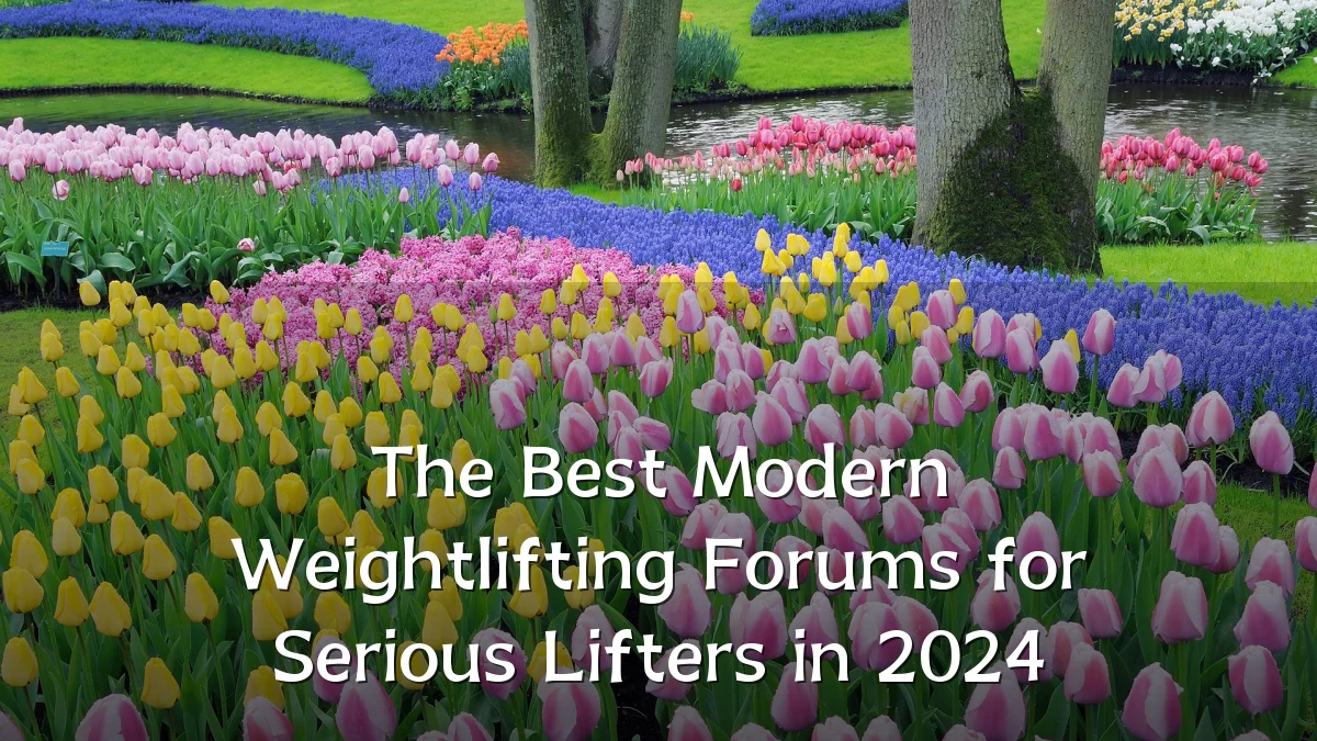 The Best Modern Weightlifting Forums for Serious Lifters in 2024